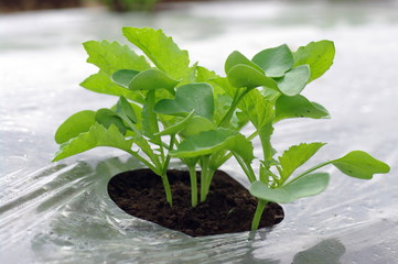 ダイコン/国産野菜