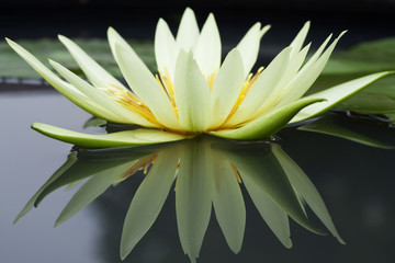 Obraz premium Yellow Waterlily