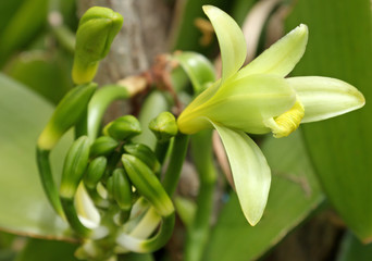 fleur ouverte de vanille Bourbon