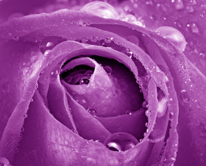 dew rose