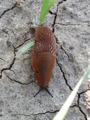 Nacktschnecke