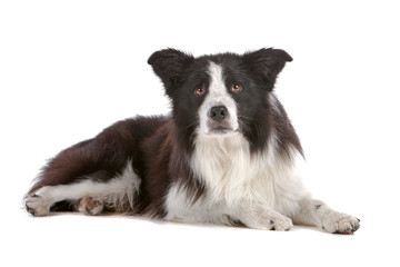 Border collie dog lying, isolated on a white background