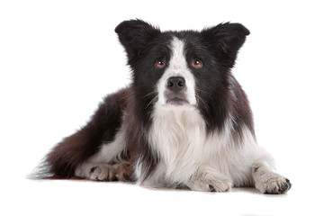 Front view of border collie dog lying and looking up