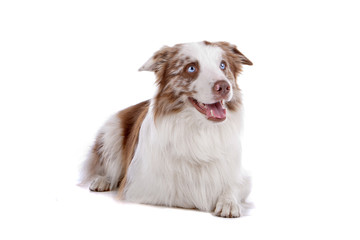 Border collie dog lying, isolated on a white background