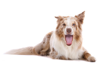 brown and white border collie dog isolated on white