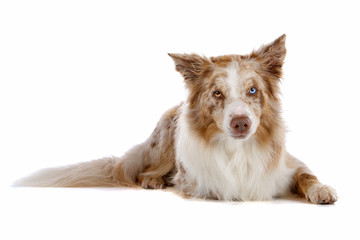 Border collie dog lying and looking at camera