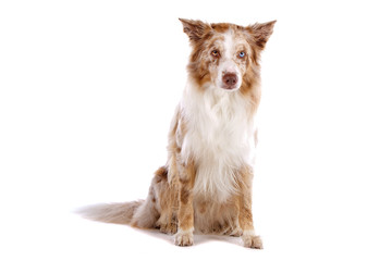 Border collie dog sitting, isolated on a white background