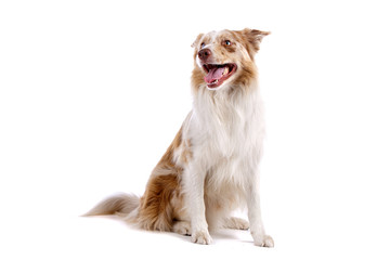 Border collie dog sitting, isolated on a white background