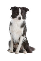 Fototapeta premium Black and white border collie dog sitting
