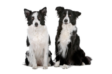 Two border collie dogs sitting and looking at camera