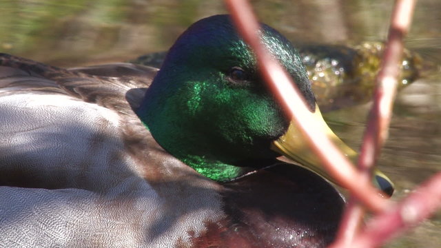 The duck sleeps, a close up.