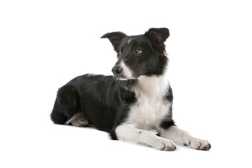 Black and white border collie dog isolated on a white background