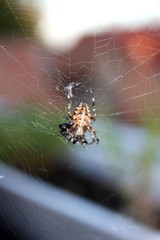 spinne