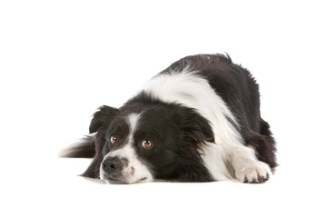 black and white border collie dog resting on the floor