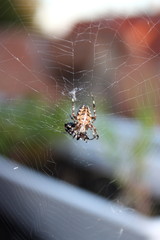 spinne