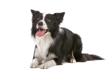 Border collie dog isolated on a white background - 26532967