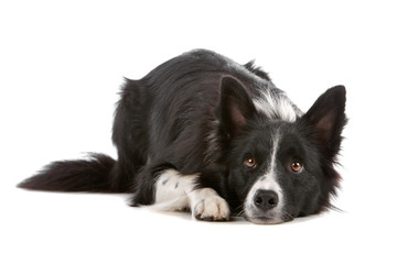 Border collie dog resting, isolated on a white background
