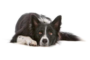 Border collie dog resting, isolated on a white background