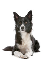 Front view of black and white border collie dog lying