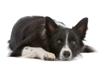 Fototapeta premium Border collie dog resting, isolated on a white background