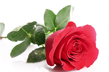 Red rose closeup isolated on white.