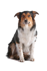 Tri-color border collie dog sitting isolated on a white