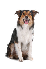 Tri-color border collie dog sitting and sticking out tongue