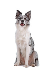 Blue merle border collie dog panting, isolated on white