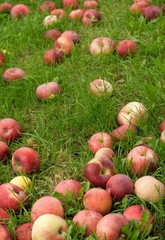 Fallen apples in green grass