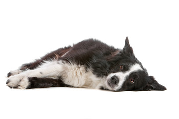 Border collie dog lying on a side, isolated on a white