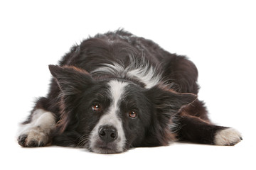 Black and white border collie dog isolated on a white background