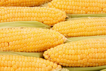 Yellow corns