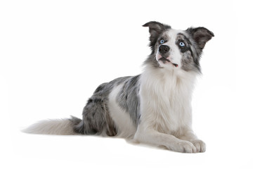 Blue merle border collie dog isolated on a white background