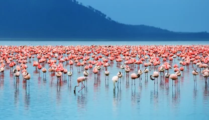 Vlies Fototapete Hellblau Afrikanische Flamingos