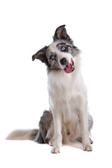 Blue merle border collie dog sitting , looking at camera