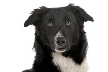 Head of black and white border collie dog