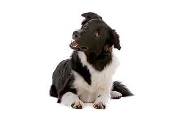 Border collie dog looking  up, isolated on white