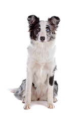 Border collie dog sitting isolated on a white background