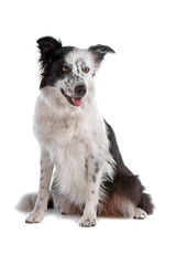 Border collie dog sitting and panting isolated on white