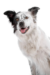 Border collie dog isolated on a white background