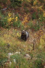 male Grizzly Bear walking through woods