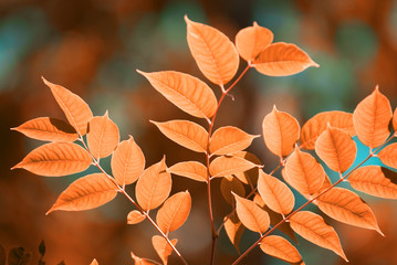 Naklejka premium autumn leaves