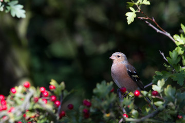 Chaffinch (Fringilla coelebs)