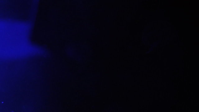Medusa azul