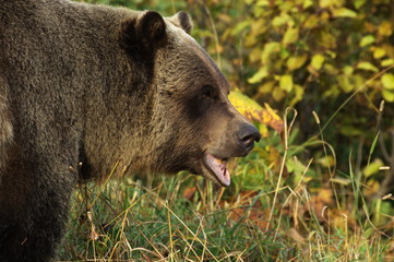male Grizzly Bear walking through mountain meadow.