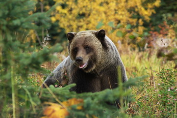 Obraz na płótnie Canvas male Grizzly Bear walking through mountain meadow.