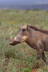 Warthog Portrait