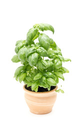 basil in pot isolated on white