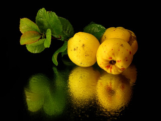 Japanese quince fruit