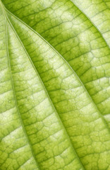 Green leave